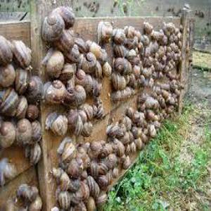  L'élevage D'escargot. - animaux vivants je poss&eacute;d&eacute; terrain hangars puits r&eacute;gion settat maroc je cherche partenaire pour l'&eacute;levage d'escargot gros gris destin&eacute; pour l'export vers l'italie. 