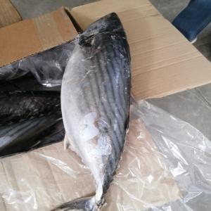  Poissons Fraiche Et Congelé De Maroc - poissons poissons fraiche et congelé de maroc.--pour l'export.--tout les types de poissons.----mode de paiement - 100% par avance.----