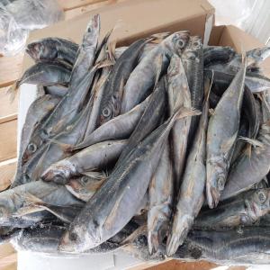  Chinchard Congelé - poissons chinchard congelé  d'origine marocain de calibrage (l+25 / m+20 / s+16 / ss+14) par pièce carton de 20 kg ,  minimum a demande conteneur 40 pied de 28 tonne