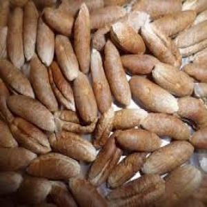  Noyaux De Datte - fruits secs et graines grillées nous cherchons un nouveau client   pour notre produits qui est une grandes quantité de noyaux de dattes a la tunisie 