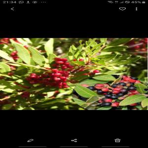  Grains De Lentisque - fruits et légumes nous r&eacute;coltons chaque ann&eacute;e des kintars le du fruit de (grains) de lentisque pistachia, tous ceux qui en ont besoin nous appellent.