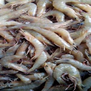  Fruits De Met - coquillage crustacé nous sommes à la recherche de clients ou partenaires pour des fruits de mer comme les crevettes fumées , séchées et frais.--nous sommes à votre disposition pour plus d'informations.----merci----