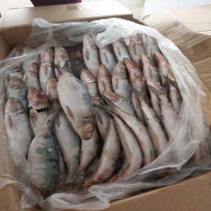  Poissons Congelés - poissons bonjour je suis vendeur du poissons congelés d'origine sénégalaise en qualités chinchard  marquero,  pelon, lagne, sardinelle  etc..