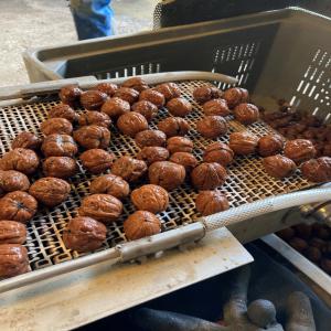  Opportunité Vente Noix Lara - fruits secs et graines grillées r&eacute;alise sa deuxi&egrave;me r&eacute;colte de noix lara.--production estim&eacute;e pour cette saison- 10 &agrave; 15 tonnes --noix calibr&eacute;es (env 34mm)--nous contacter pour plus d informations.--bien cordialement --