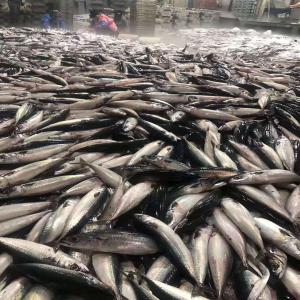  Offre Sardines Whole Et Hgt - poissons nous vous offrons en ce moment du stock de mackerel et  sardine pilchardus  congele entiere ou hgt avec les tailles 8-12 pieces par kg . nous avons en disponibilite 600 tonnes congele bord .