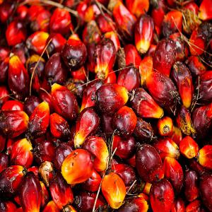  L'exportation De Denrées Alimentaires Notre Spéci - autres nous sommes une entreprise basée à abidjan en côte d'ivoire. nous sommes spécialisés dans l'exportation et la commercialisation de denrées alimentaires telles que -  le placali,  la graine,  escargots,  l' apki,  piment sec,  feuilles ( patate,  épinards etc