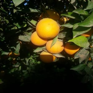  Export Fruits Et Légumes - fruits et légumes bonjour je propose des  fruits et légumes produit d origine du maroc sud ( des oranges , des légumes , tomates,  poivrons,  etc.... ) pour l exportation 