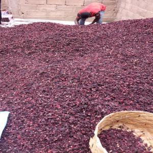  Hibiscus Bissap Oseille Rouge - autres bonjour,  ----nous sommes une entreprise sénégalaise gérée par 2 femmes & évoluant dans la production de l'hibiscus ( feuille & poudre)----nous pouvons vous fournir toutes les quantités possible.--tous les produits ont une certification phytosanitaires et res