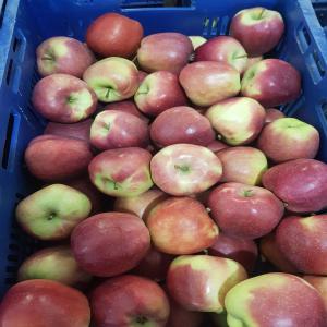  Pommes Directement Du Producteur Polonais - fruits et légumes bonjour,  nous sommes le producteur polonais des  pommes ligol,  champion,  red chief,  idared,  jonaprince,  camspur calibre 70-95. conditionnement – carton. belle qualité,  prix imbattable !----pour plus d'information n'hésitez pas de nous contacter !!--