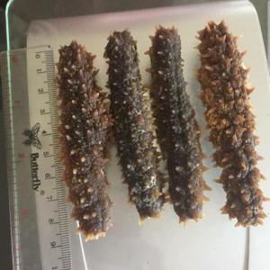  Concombre De Mer Sèche/dry Sea Cucumber - poissons vente de concombres de mer--nous cherchons des clients sérieux intéresses pour l'achat de concombres de mer,  le produit peux etre fourni frais et nettoyer, congelé et nettoyer, séché et suivant la demande du client., --produit avec garantie. en gros--.pour tous autres