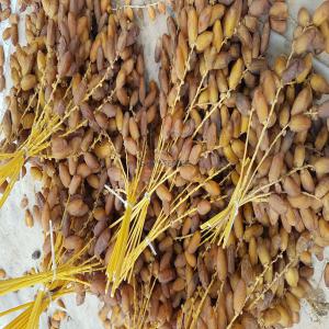  Datte Deglet Nour 2emme Choix - fruits secs et graines grillées nous cherchons un client pour notre produit qui est une grande quantité dattes deglet nour 2 émme choix 