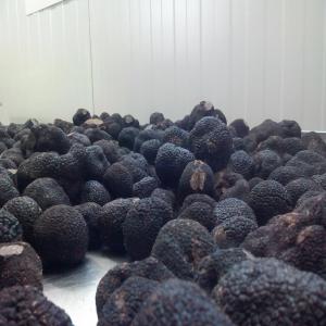  Truffe Noire Du Pèrigord En Conserve - champignon levure entreprise française situé dans le lot (46)--vends conserves de truffes noires du périgord (tuber melanosporum) --brisure- 1.3kg net égoutté  155€/kg--