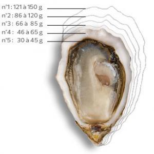  Huitres Fines Et Speciales - coquillage crustacé nous exportons nos huitres fines et spéciales de tailles 0 à 4,  produites en bretagne et au sud-ouest de la france.--celles-ci seront parfaites à déguster lors des fameuses fetes de fin d'années.--n'hésiter pas à nous contacter.--