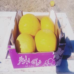  Melon Algérie - fruits et légumes 22 tonnes de melon jaune d algérie produit non traité port de marseille ou bien à paris. très bonne qualité sucré 