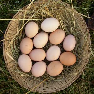  Achat Oeufs Fecondés Poulets De Chair, Pondeuse - animaux vivants messieurs,  --pour ma ferme qui est en phase de lancement et qui se trouve au congo / brazzaville je suis à la recherche d'un ou de plusieurs fournisseurs d'œufs fécondés pour pondeuse et poulet de chair. pour un début je compte commander un lot d'environ 5000 &oelig