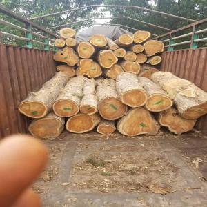  Partenariat - bois charbon fibre bonjour, --nous sommes une société installée à lomé au togo comme l’indique les adresse et contact ci-dessous.--nous sommes spécialisés dans l’’exploitation des bois tropicaux (ébènes,  iroko,  acajou,  teck,  mélina,  …) qui sont des b