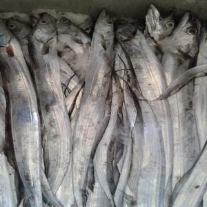  Ceinture/ Ribbon Fish - poissons en prélude à la prochaine campagne de ceinture( ribbon fish),  j'invite,  tout investisseur qui souhaiterai profiter d'un vaste réseau navires-pirogues-mareyeurs-usine de production pour l'acquisition d'importants stock aux meilleurs prix du marché,  à nouer un parten