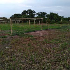  Parcelle Agricole 22 Hectares Toumodi - mine terrain concession parcelle agricole de 22 hectares,  disponible avec des installations,  des batiments pour elevage de volailles,  batiments pour habittation,   electricit&eacute; energie solaire,  parcelle cultivable,  bonne situation,  bien accessible,  sis &agrave; toumodi,  cote d'ivoire