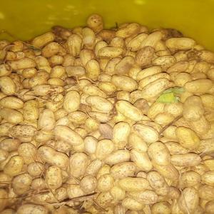  Arachides - publicité-nouveaux produits bonjour nous cherchons des acheteurs arachides.--nous sommes une association évoluant dans le secteur de l'agriculteur et actuellement nous disposons d'une grande quantité d'arachides de bonne qualité à des prix abordables --