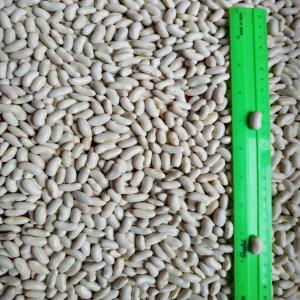  Haricots (moitiés) - fruits et légumes la soci&eacute;t&eacute;,  qui activite depuis plus de 15 ans dans le roumanie,  propose des haricots (moiti&eacute;s),  tr&egrave;s bonne qualit&eacute;,  prix 400 eur / t - n&eacute;gociable