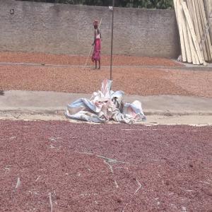  Vend Cacao D'ambanja Madagascar - café cacao thé bonjour,  je suis un professionnel qui recherche un ou des clients pret &agrave; acheter du cacao. la marchandise est standard et pret &agrave; exporter avec taux d'humidit&eacute; plus ou moins 7, 5%. 