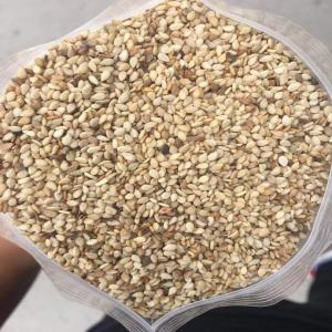  Sesame Brigadé Soufflé - fruits secs et graines grillées production et vente de sésame soufflé brigadé en provenance du mali,  nous contacter. --départ du port de dakar,  ou abidjan. 