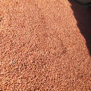  Arachide/peanut 2020 Crop Sénégal Fob - fruits secs et graines grillées nous sommes une coopérative basée au sénégal spécialisée dans le trading d'arachide . nous venons disposons d'un stock de 30 000 tonne d'arachide décortiquée calibre 73 et 55 . --nous vendons exclusivement en fob port de dakar . --le conditionn