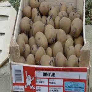  Achat 5000 Tonnes Semence Pomme De Terre Spunta - semence graine plant bonjour, --je  suis apporteur d'affaire,  je recherche pour mon client 5000 tonnes semence pomme de terre spunta classe e calibre 55 et plus.--mon client c'est une entreprise spécialisé sur les ventes des semence ,  plant et graine en lybie.--merci de me contacté pour plus d'inform