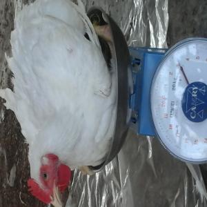  Poulets De Chair En Quantité Pour Grossiste - viandes et oeufs ferme d'élévage de poulets de chair pouvant fournir des quantités allant de 2000 à 5000 poulets / mois. les poids varient de 1k400 à 2kg. localisation dans la zone de grand bassam non loin du centre ville d'abidjan. 