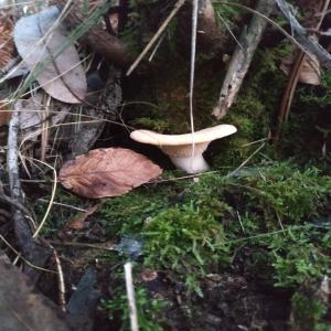  Vente Du Champignon Pied De Mouton - champignon levure recherch&eacute; int&eacute;ress&eacute; par l'achat de champignons pied-de-mouton. le produit est r&eacute;colt&eacute; manuellement sur les pentes sauvages de la foret portugaise,  garantissant une grande qualit&eacute; finale. nous avons r&eacute;ussi &agrave; garantir une moyenne d'environ 200 kg