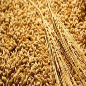  Ns Pouvons Vous Fournir La Farine De Blé En Gros - céréales nous pouvons vous fournir la farine de blé en gros. nous sommes une très grande unité de production de la farine de blé de haute qualité. nous sommes là pour vous accompagner dans votre business dans agroalimentaire en vous procurant la farine de blé 
