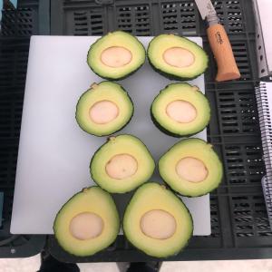  Avocat Hass - fruits et légumes bonjour,  nous vendons des avocats hass de très bonne qualité en provenance de colombie pret à l'export. conditionné dans des cartons 10kg. calibre 12 à 18. si vous etes intéressé n'esitez pas à nous contacter. merci