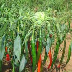  Piment Brut - épices aromates salut nous vous proposons une variété vastes de piments frais sec liquide en poudre pour vos cérémonies plats shop etc....pour plus d'infos numéro et email livraison offerte pour des clients européens vente en gros et détails cordialement mr. gustave 