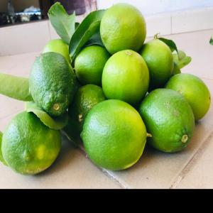  Producteur De Citron Vert - fruits et légumes nous sommes à la recherche de futurs partenaires qui sont à la recherche du citrons vert nous sommes capables de produire en grandes quantités sur le tout continent africain et en france aussi .--notre exploitation agricole ce situe au sénégal principalement dans l
