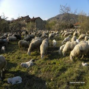  Dar Al Khayr, Halal Meat From Sicily, Italie Eu - meat and eggs our company has a unique project,  we have allive sheeps and cows ,  our butcher starts maccellacion only once our customors ask the qunatity ,  other wise our animals continue grazing happely in the sicilian green fields of madonie area ,  sicily--our contexts is 100% muslim ,  100 % bio and our economy