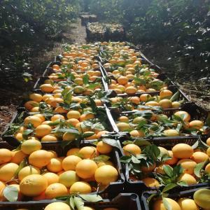 Oranges Juteuse Direct De L'arbre - fruits et légumes bonjour,  nous vendons des oranges navelina de très bonne qualité avec ou sans feuilles. en provenance d’andalousie conditionné dans des boîte de 10kg/ 15kg calibre 2 3 4 5 si vous etes intéressé n'esitez pas à nous contacter. merci