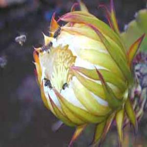  Graines De Fruits Du Dragon - fruits et légumes j'ai l'intention de planter des fruits du dragon dans mon très grand jardin,  à houara. une société marocaine peut-elle m'en fournir ?