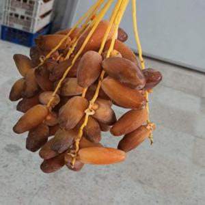  Vente De Dattes 1er Choix - fruits et légumes nous mettons a votre disposition des dattes du 1er choix avec quantite qui vous convient , notre but est de valoriser le produit local et le fairer connaitre a d'autres pays 