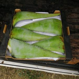  Aloe Vera Bio Certifie - fruits et légumes bonjour, nous proposons des feuilles fraîches de aloe vera bio conditionne dans des cartons de 8kg . merci de me contacter si vous etes intéressés.