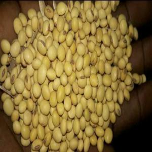  Soja De Très Bonne Qualité Vendre! - céréales nous sommes une entreprise camerounaise de vente des produits tropicaux.--nous disposons de plusieurs tonnes de soja à un prix très concurrentiel.--nous recherchons des partenaires en local ou pour l'import. --contactez-nous par appel pour entente et collaboration en vue de l'achat de 