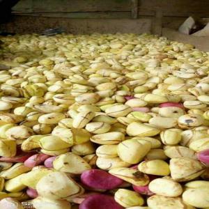 Vente De Noix De Cola Et Petit Cola Cote D Ivoire Producteur Recherche De Client Espaceagro