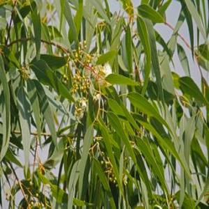  Des Huiles Essentielles - huiles des huiles essentielles(eucalyptus,  cyprès,  ortie..) de très haute qualité médicinale aux propriétés préservées . méthode d'extraction - distillation par l'entraînement à la vapeur d'eau. nous disposons des analyses laborato