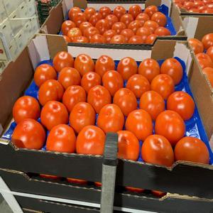  Tomates Ronde Du Maroc Calibre 67-82 - fruits et légumes lot de  24 tonnes de tomates rondes calibre 67-82 à écouler. celles-ci sont conditionnées dans par plateaux de 6 kg.  voici les photos du produit.