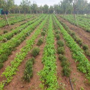  Apiculture, Caroubier Et Plantes Aromatiques - matiere vegetale apiculture,  caroubiers et plantes aromatiques m&eacute;dicinales projet int&eacute;gr&eacute; en culture biologique (condimentaires,  passiflore,  thym) sur une superficie de 2, 5 ha. terroir de benslimane maroc. ferme de permaculture.