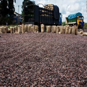  Recherche De Partenaires Sérieux Gagnant Gagnant - café cacao thé bonjour je suis responsable d une coopérative agricole nous recherchons des partenaires sérieux pour bien mener notre activité nous baser dans régions du bas sassandra précisément en côte d'ivoire et nous escadrons plus de 1500 planteurs intéres