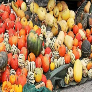  Différents Types De Courge - fruits et légumes bonjour----nous mettons en vente notre production de courge,  très bonne qualité et prete à etre exporter. différents types et calibre de courge selon votre demande- doubeurre butternut,  musquée,  cushaw,  citrouille,  potiron. prix très compétitif et qua