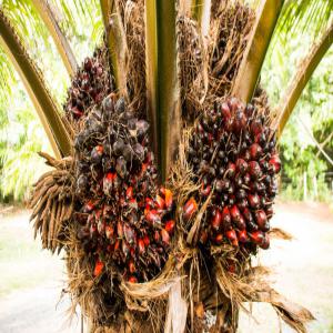  Huiles De Palmier, Banane, Anacarde - autres a la recherche de clients international interesse de faire du business avec moi dans le domaine de l agriculture. je produits et transforme la banane,  le huiles de palmier,  vain de palme,  anacarde ,  le manioc(benin )