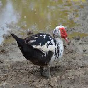  Vends Des Canards Du Race Origine D'afrique - animaux vivants bonjour,  --nous travaillons ensemble avec les coopératives  qui  élèves des canards de race afrique. --nous sommes à la recherche des acheteurs. --
