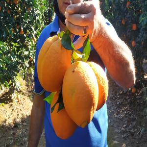  Orange Navelina Espagne - fruits et légumes oranges varieté navelina conventionnel d'excellente qualité gustative conditionne dans des cartons 10kg /15kg calibre 1/ 2.  n'esitez pas a nous conctacte. merci--