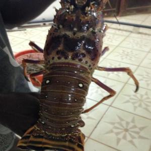  Fournisseur De Langouste Et Cigale De Mer Vivant. - coquillage crustacé nous sommes des fournisseurs de langoustes et des cigales de mer,  focalisés en afrique de l'ouest (togo,  lomé),  recherchant des clients vers lesquels on expediera nos produits.--quantité possible à fournir ---de 100 kg à 1 tonne. 